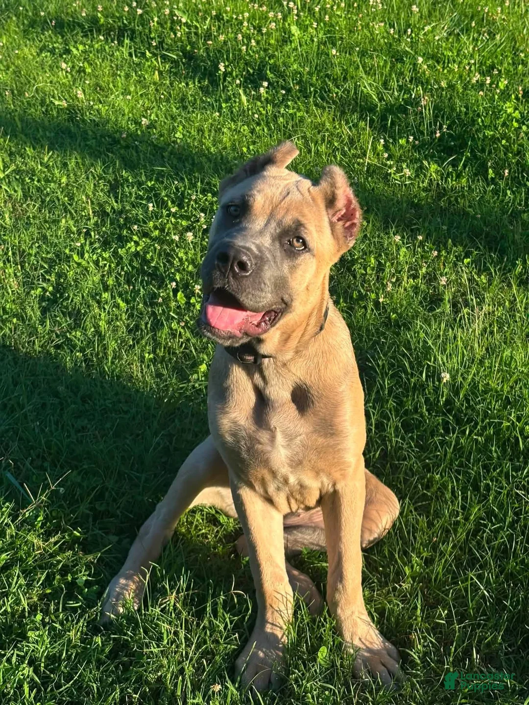 Cane Corso dogs for sale: ASH - Ad 2