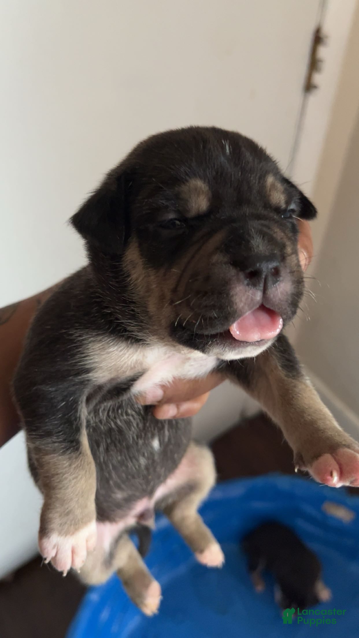 American Bully dogs American Bully Puppy 2 - Ad 3