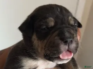 American Bully dogs American Bully Puppy 2 - Ad 3