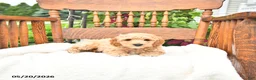 Mini Goldendoodle dogs for sale: Ryan - Ad 3