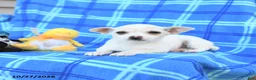 Chihuahua dogs for sale: Uno - Ad 3