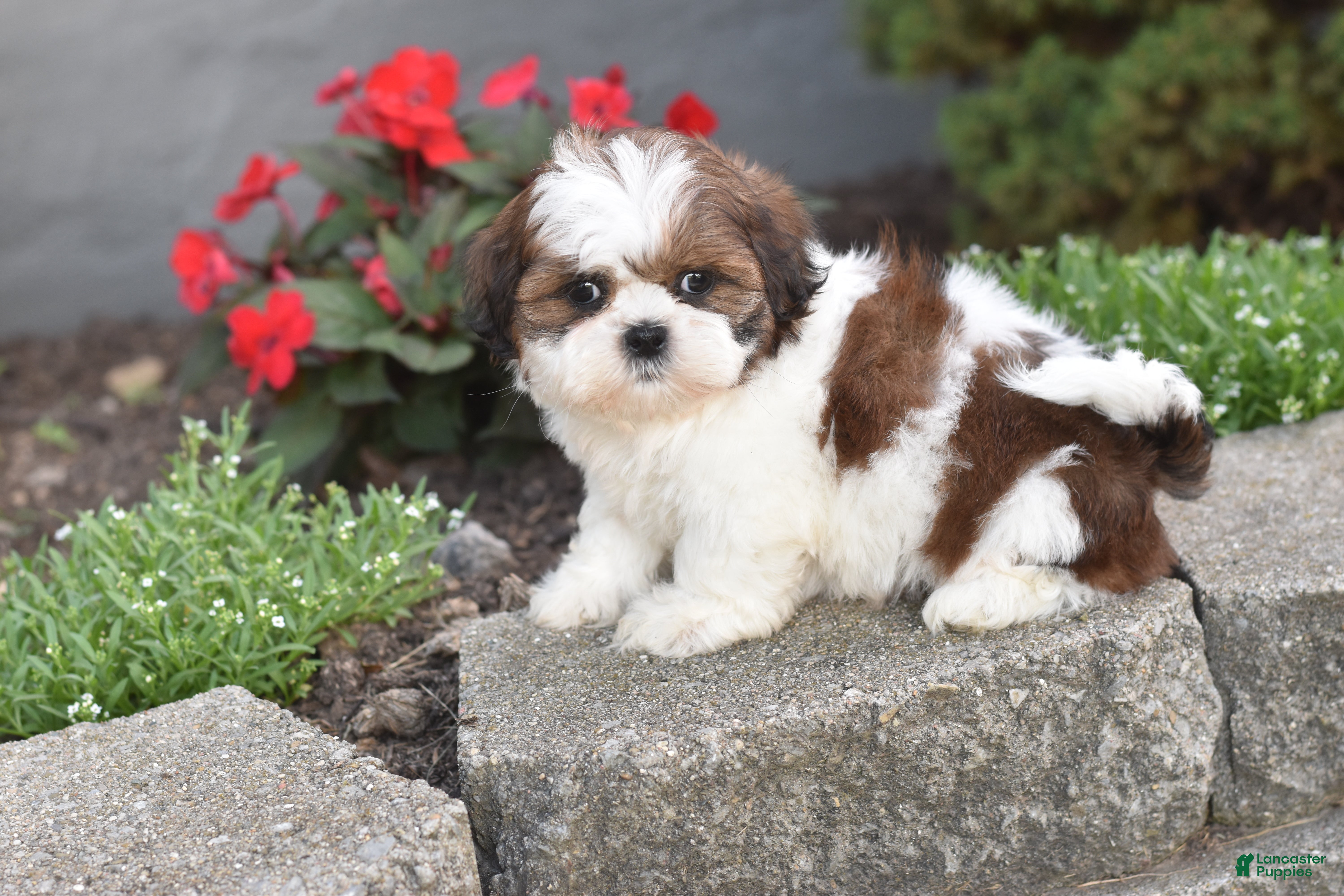 Shih Tzu dogs Biscuit - Ad 1