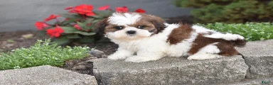 Biscuit