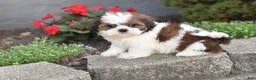 Shih Tzu dogs for sale: Biscuit - Ad 1