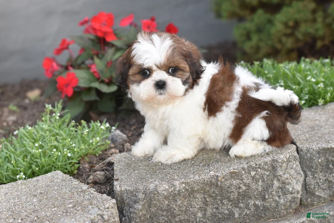 Shih Tzu dogs for sale: Biscuit - Ad 1