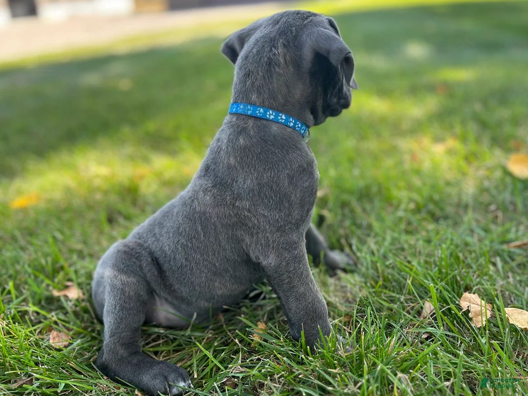 Cane Corso dogs for sale: Shane - Ad 2