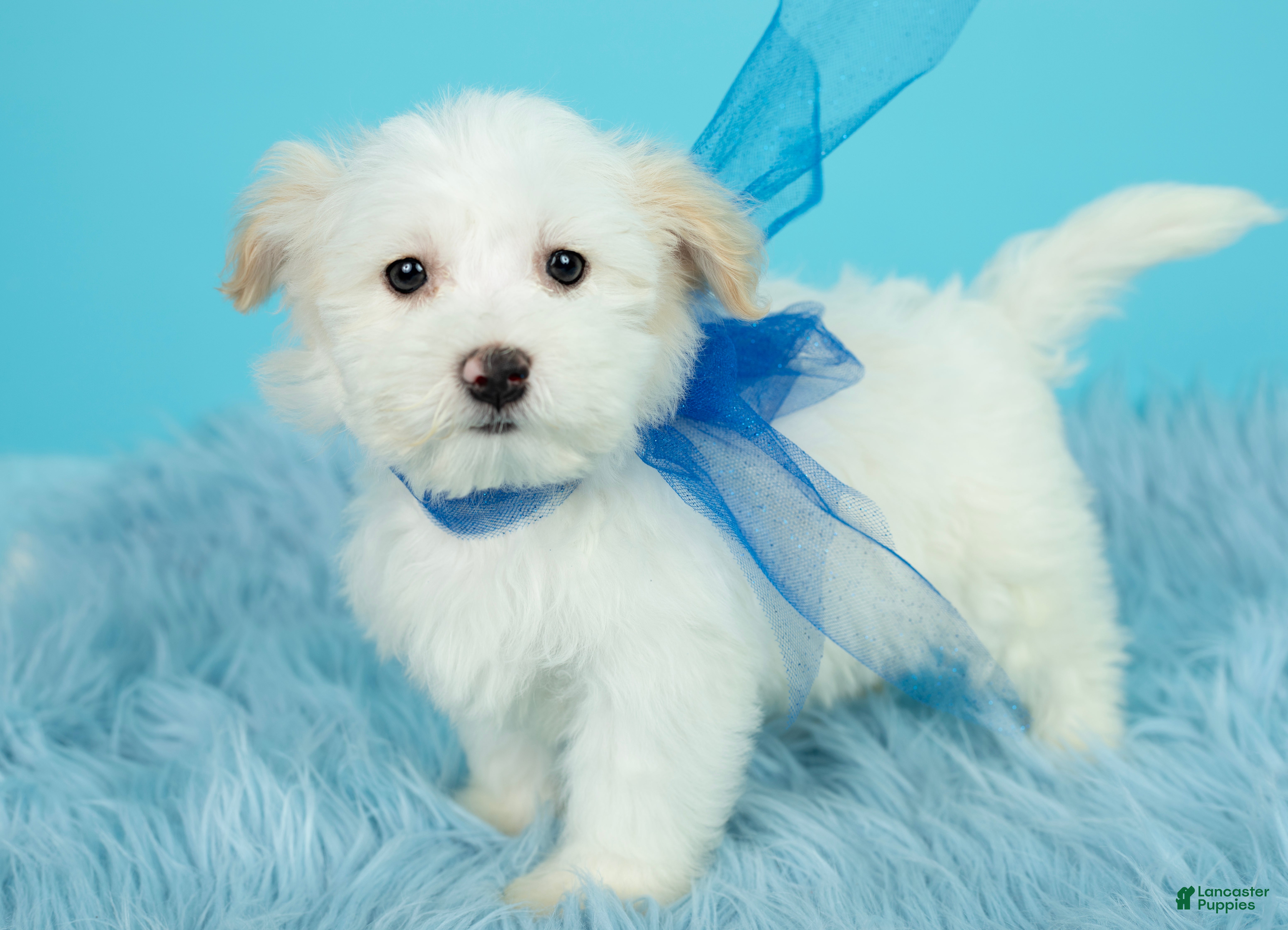 Maltipoo dogs Luke - Ad 1