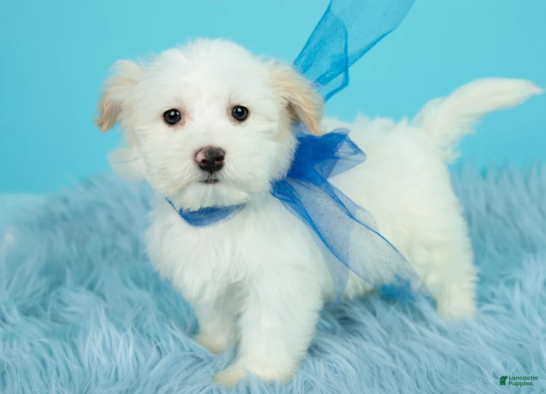 Maltipoo dogs for sale: Luke - Ad 1