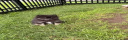 Pomeranian dogs for sale: Junior - Ad 2