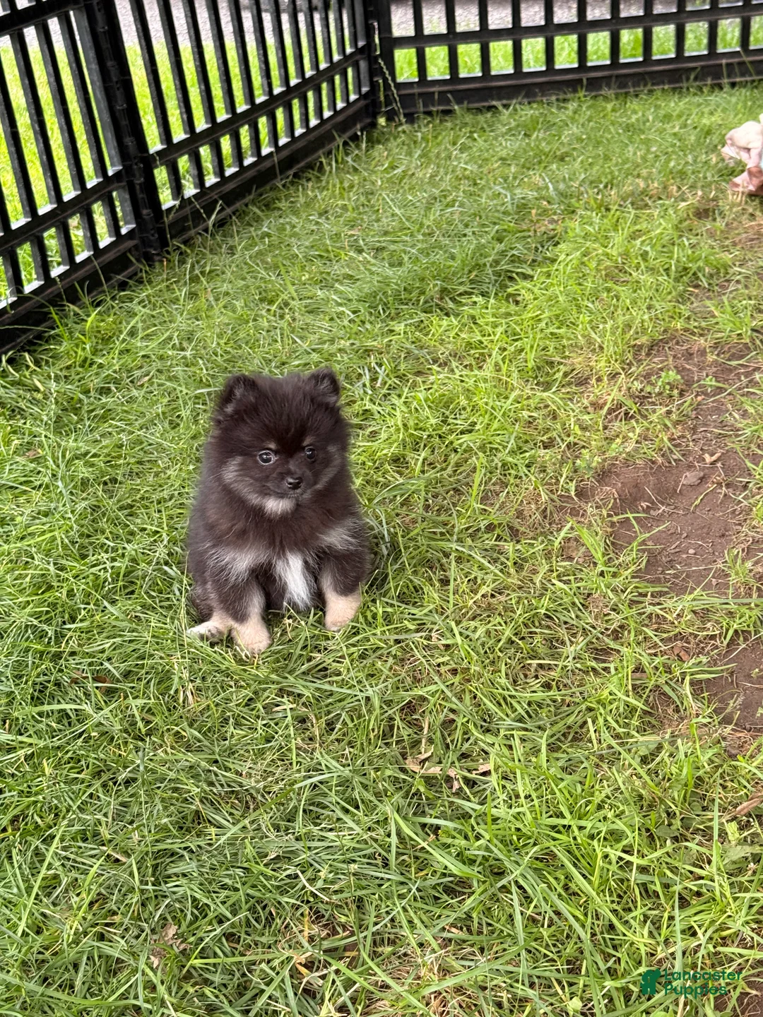 Pomeranian dogs for sale: Junior - Ad 2
