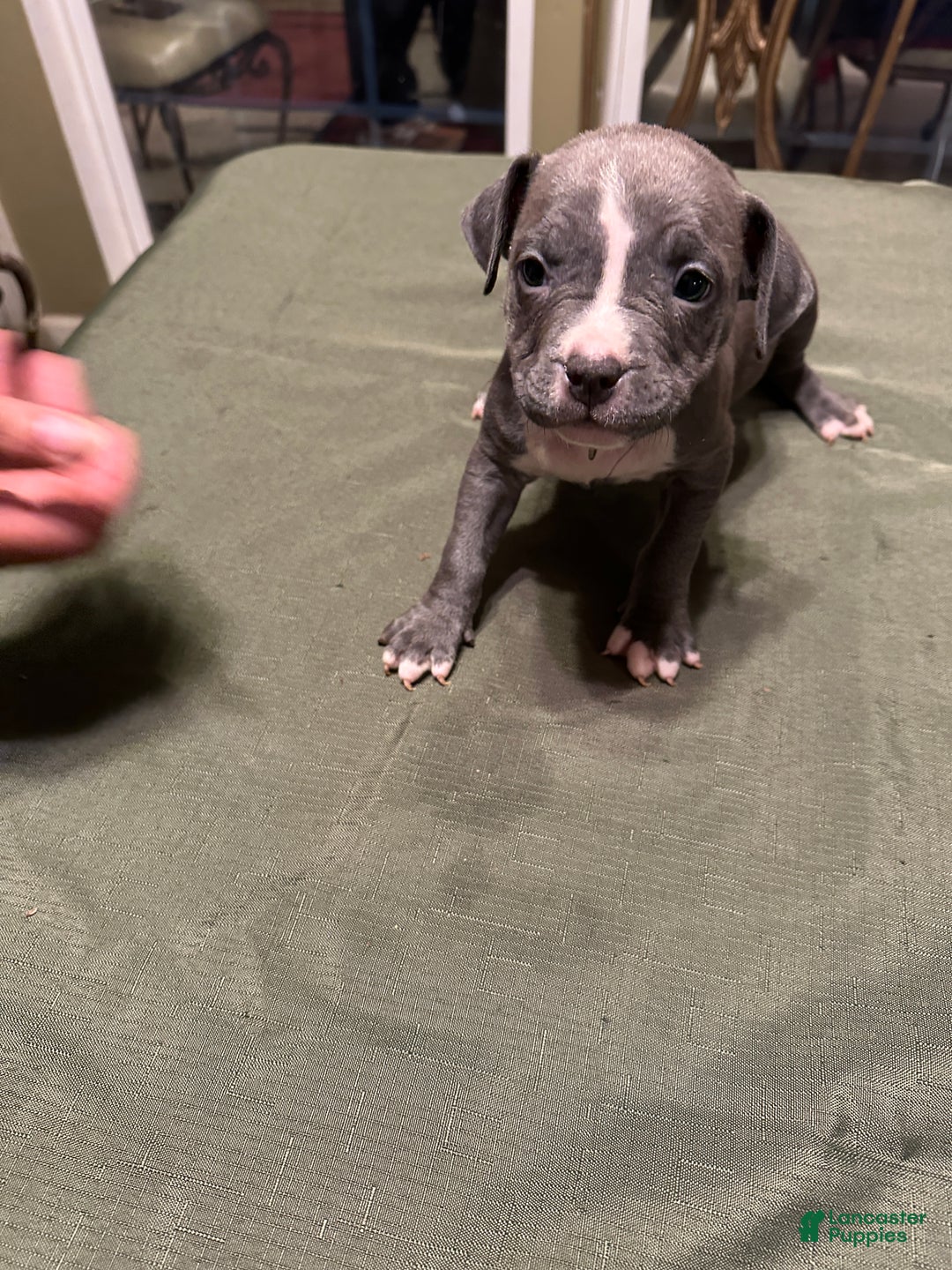 American Bully dogs for sale: Sadie (Purple) ABKC Blue - Ad 5