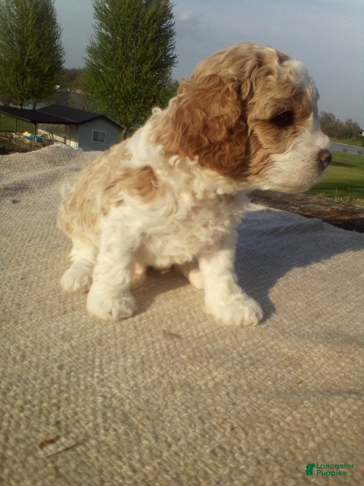 Cavapoo dogs Spot - Ad 1