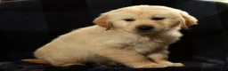 Golden Retriever dogs for sale: Simon - Ad 8