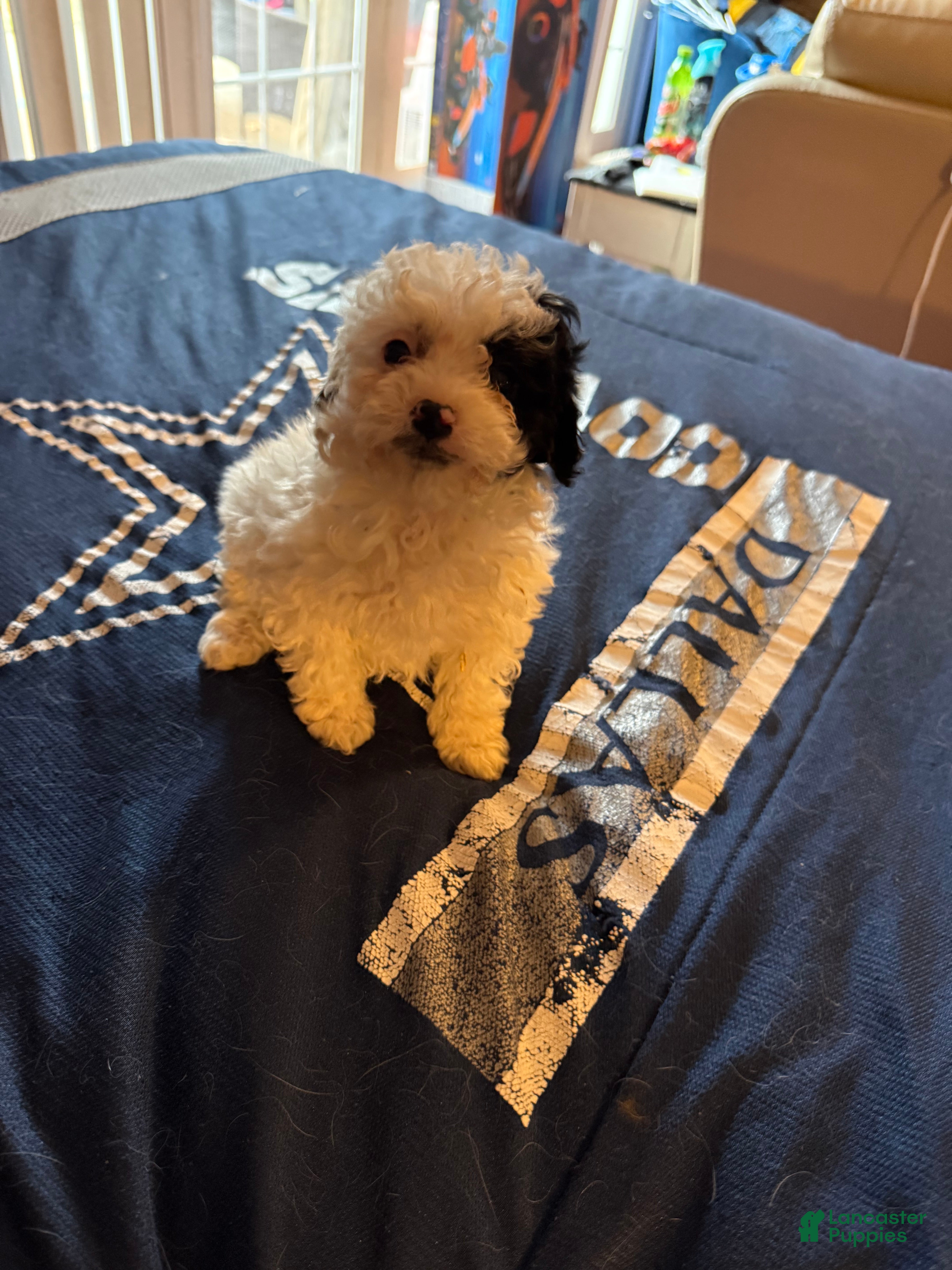 Cavapoo dogs Mini Mimi  - Ad 1