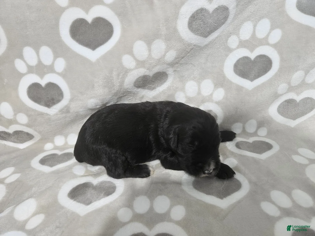Goldendoodle dogs for sale: F1 Squash - Ad 2