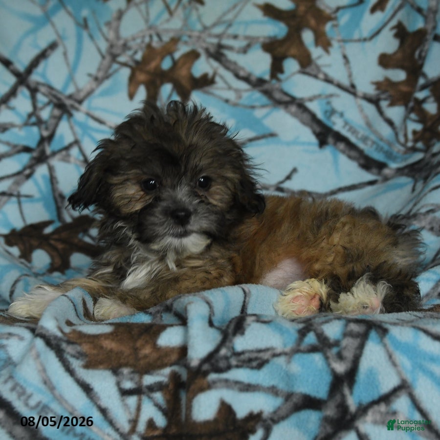 Mixed Breed dogs Uriel - Ad 2