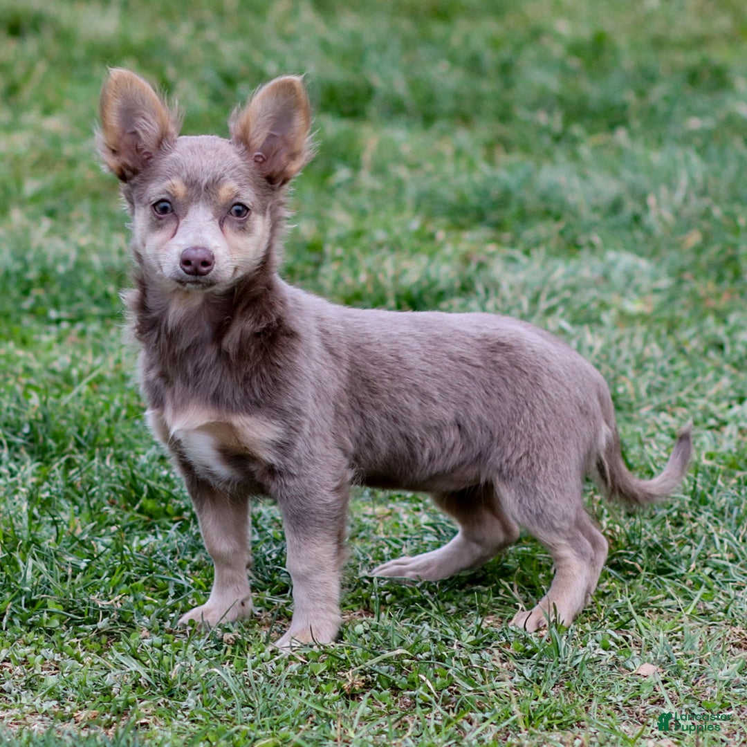 Chihuahua dogs for sale: Pamela - Ad 6