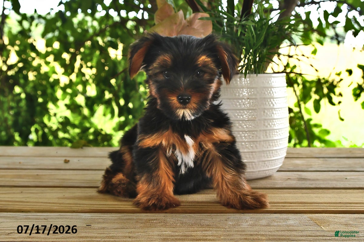 Yorkshire Terrier dogs Belle   - Ad 2