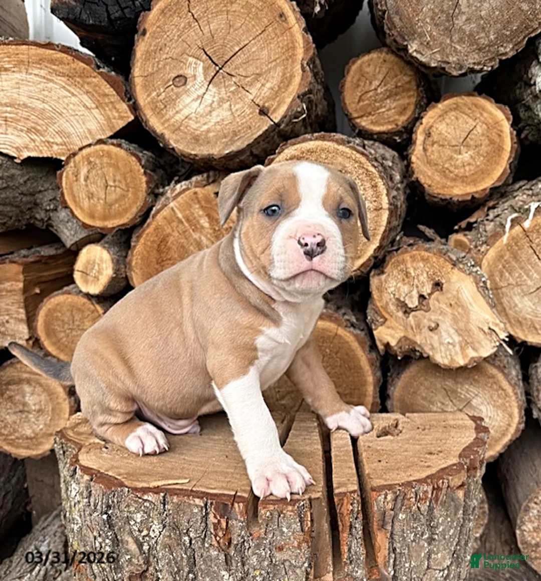 Mixed Breed dogs for sale: Sebastian - Ad 3