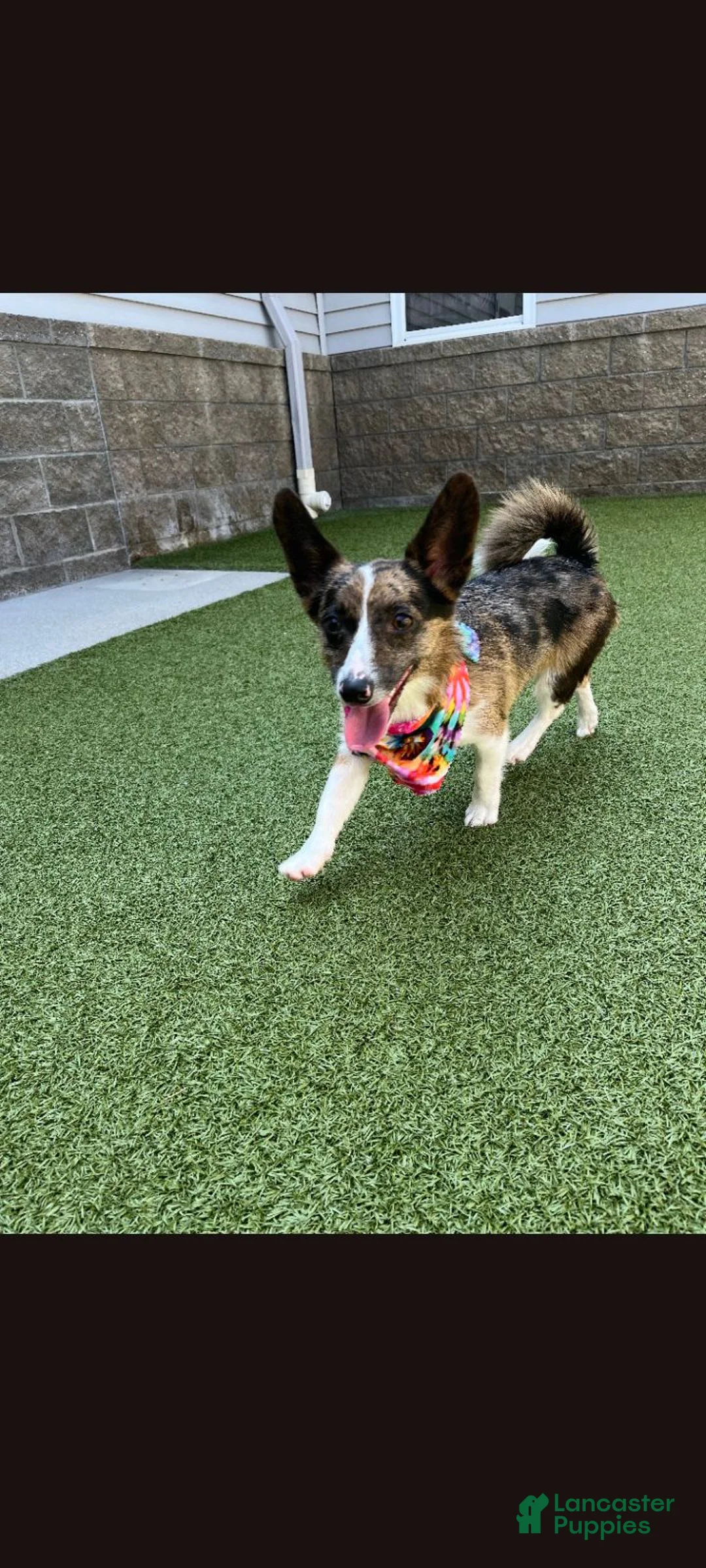 Mixed Breed dogs for sale: Camo - Ad 3