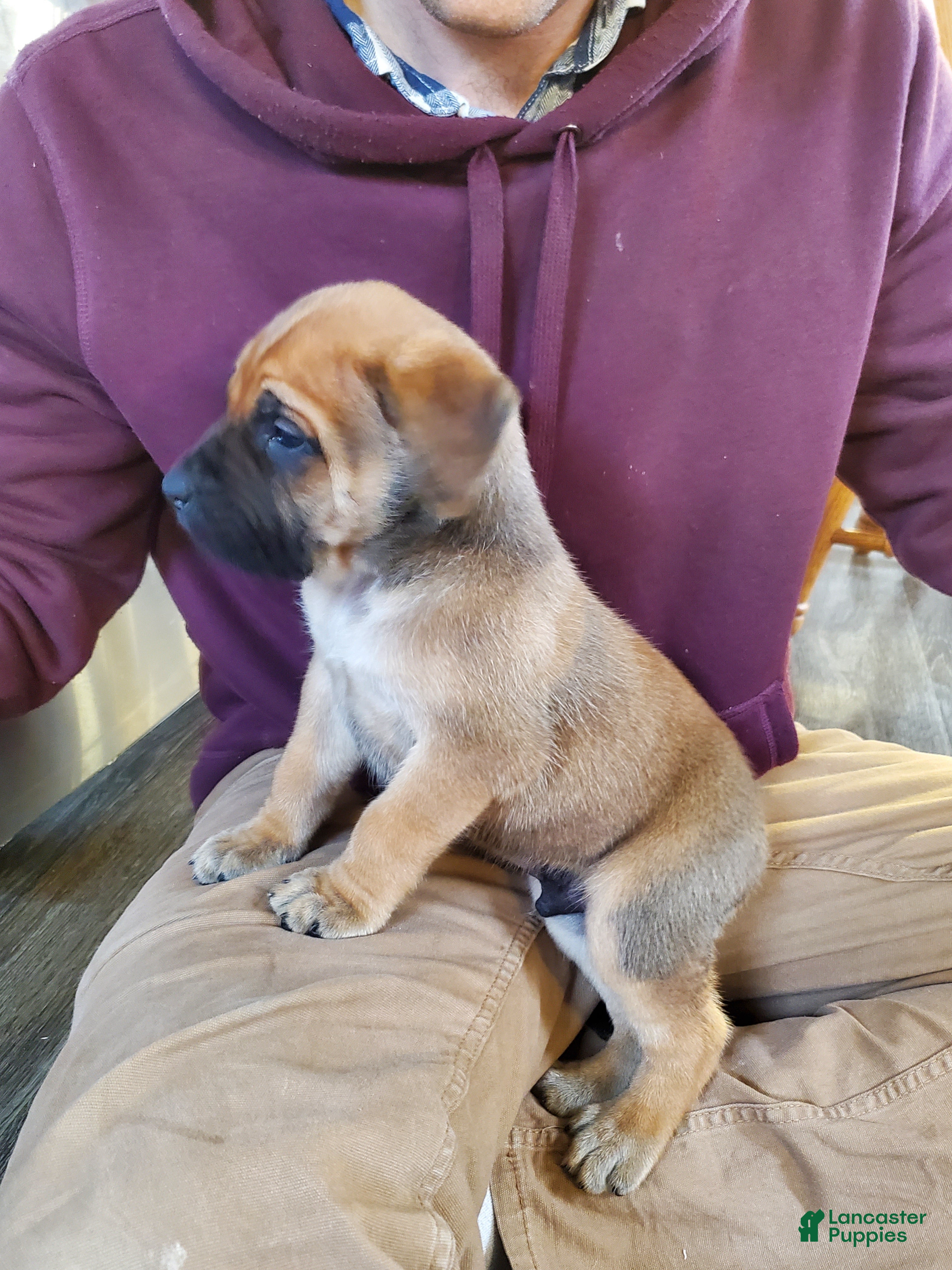 English Mastiff dogs Finn - Ad 1