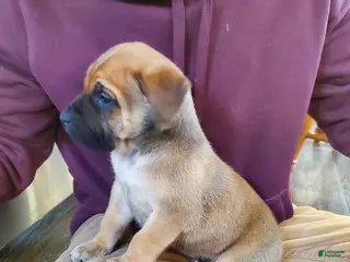 English Mastiff dogs for sale: Finn - Ad 1