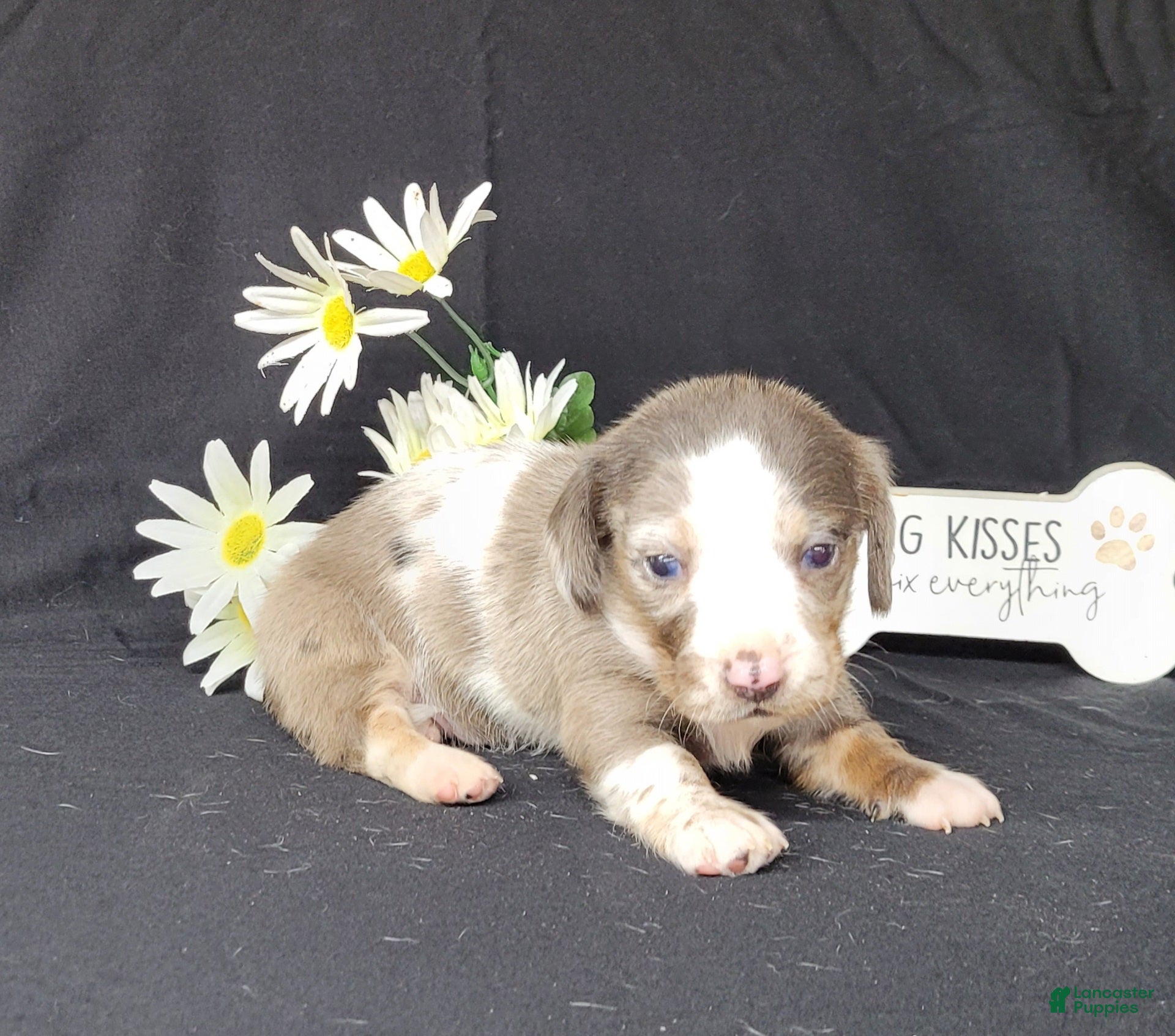 Miniature Dachshund dogs Cissy AKC Dapple piebald - Ad 2