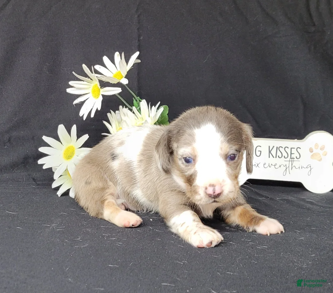 Miniature Dachshund dogs for sale: Cissy AKC Dapple piebald - Ad 2