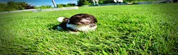 Havapoo dogs for sale: Bandit - Ad 14