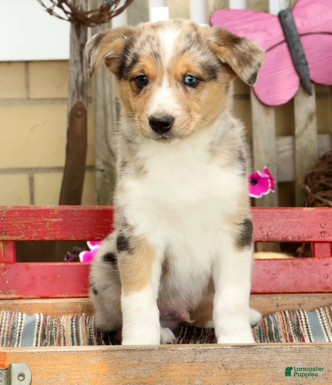 Australian Shepherd dogs for sale: Casper - Ad 2