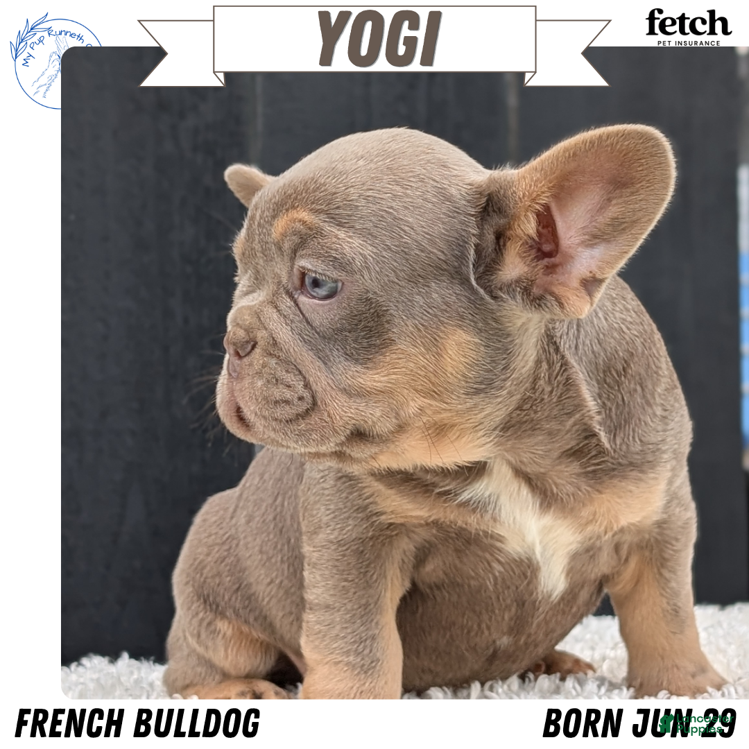 Yoda