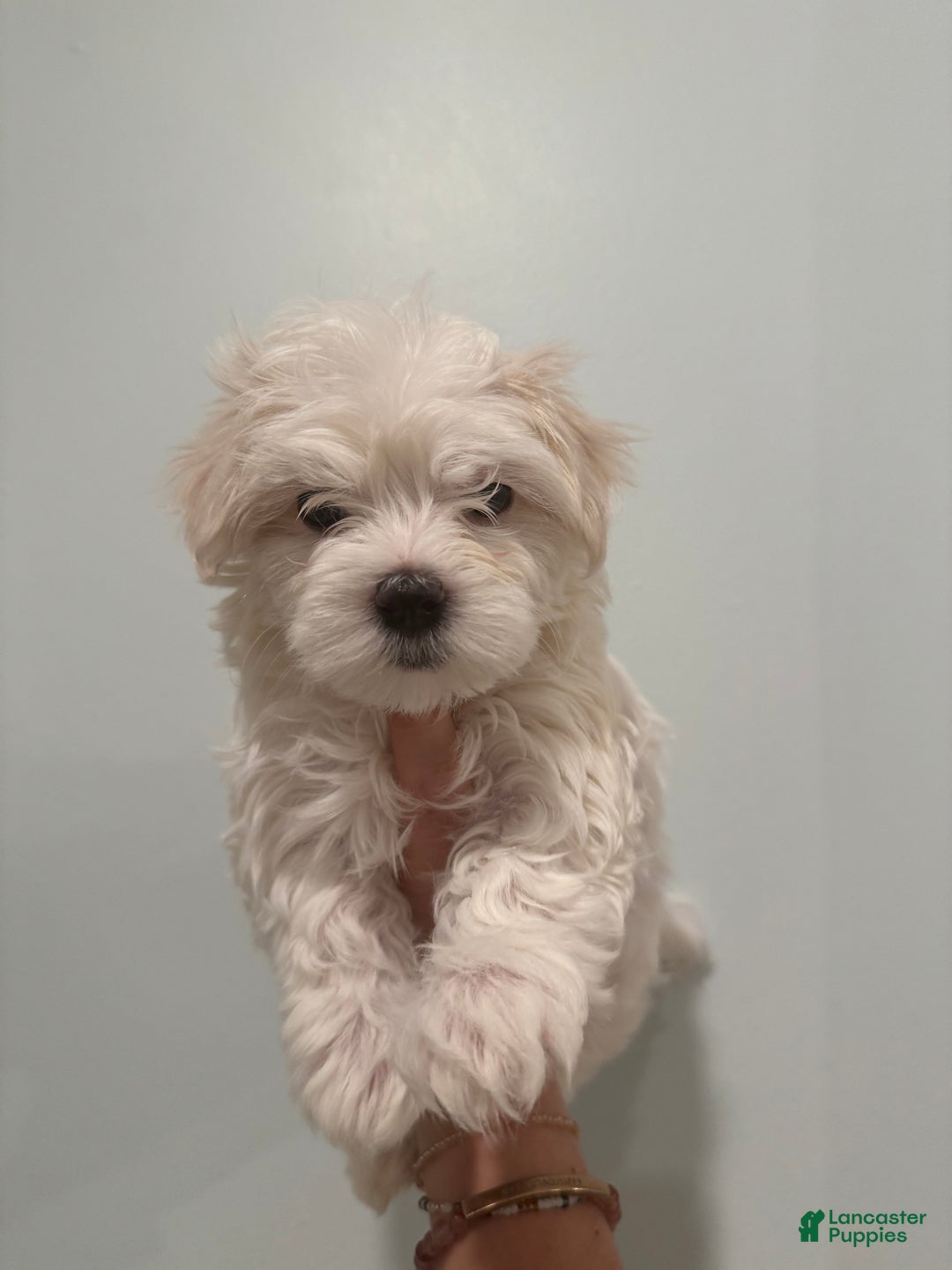 Maltese dogs for sale: Fluffy - Ad 3
