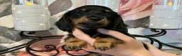 Miniature Dachshund dogs for sale: Jazzy - Tiny - Ad 5