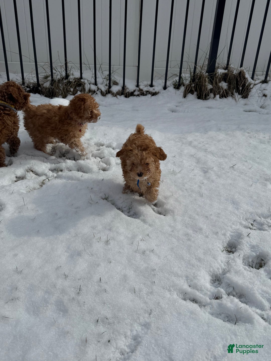 Miniature Poodle dogs for sale: Miniature Poodle Poppy - Ad 8