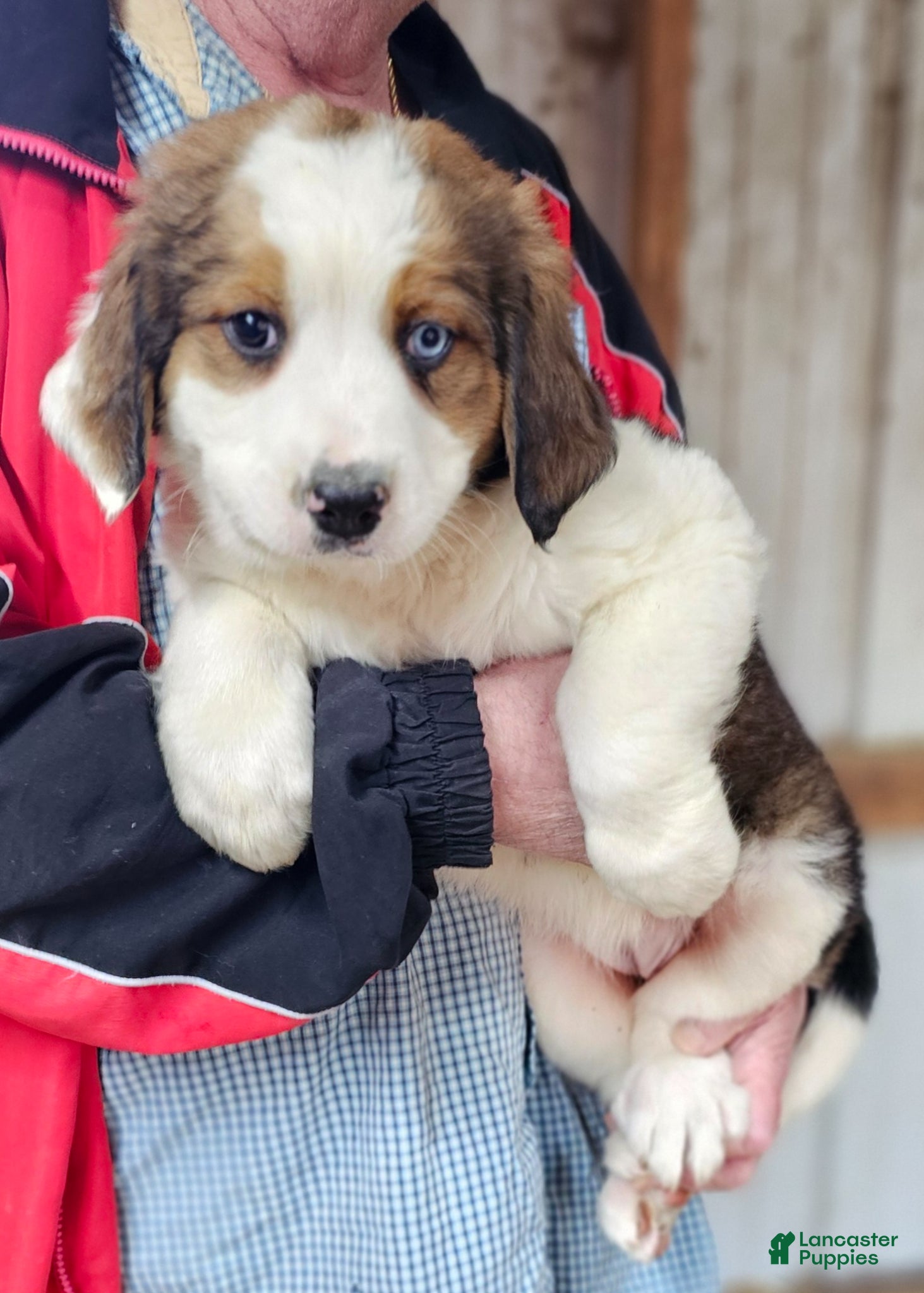 Mixed Breed dogs Mixed Breed Puppy 1 - Ad 2