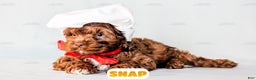 Cockapoo dogs for sale: Snap - Ad 2