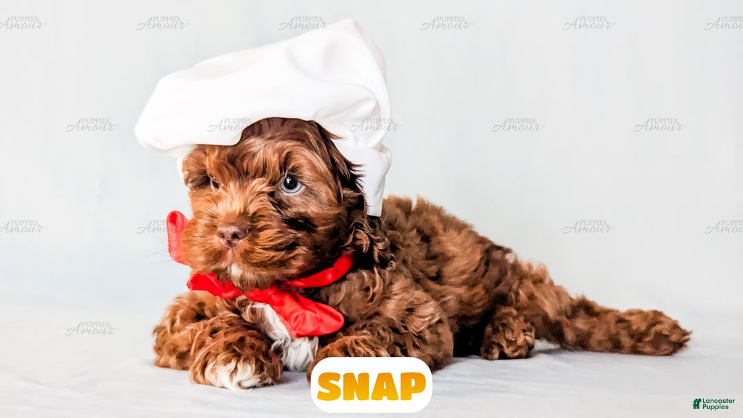 Cockapoo dogs for sale: Snap - Ad 2