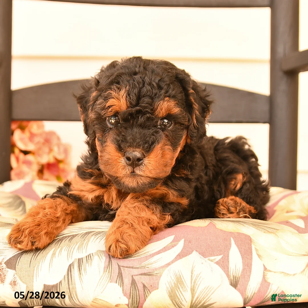 Miniature Poodle dogs for sale: Junior - Ad 3