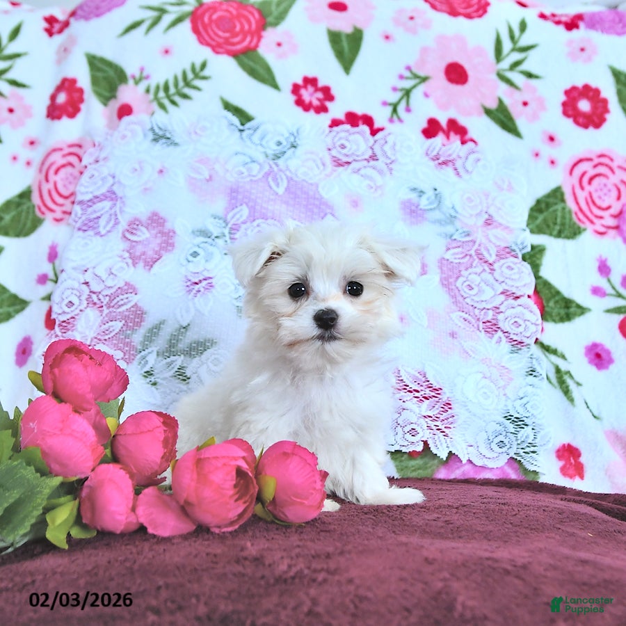 Maltese dogs Romeo EXTRA SMALL - Ad 1