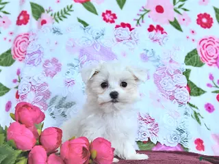 Maltese dogs Romeo EXTRA SMALL - Ad 1