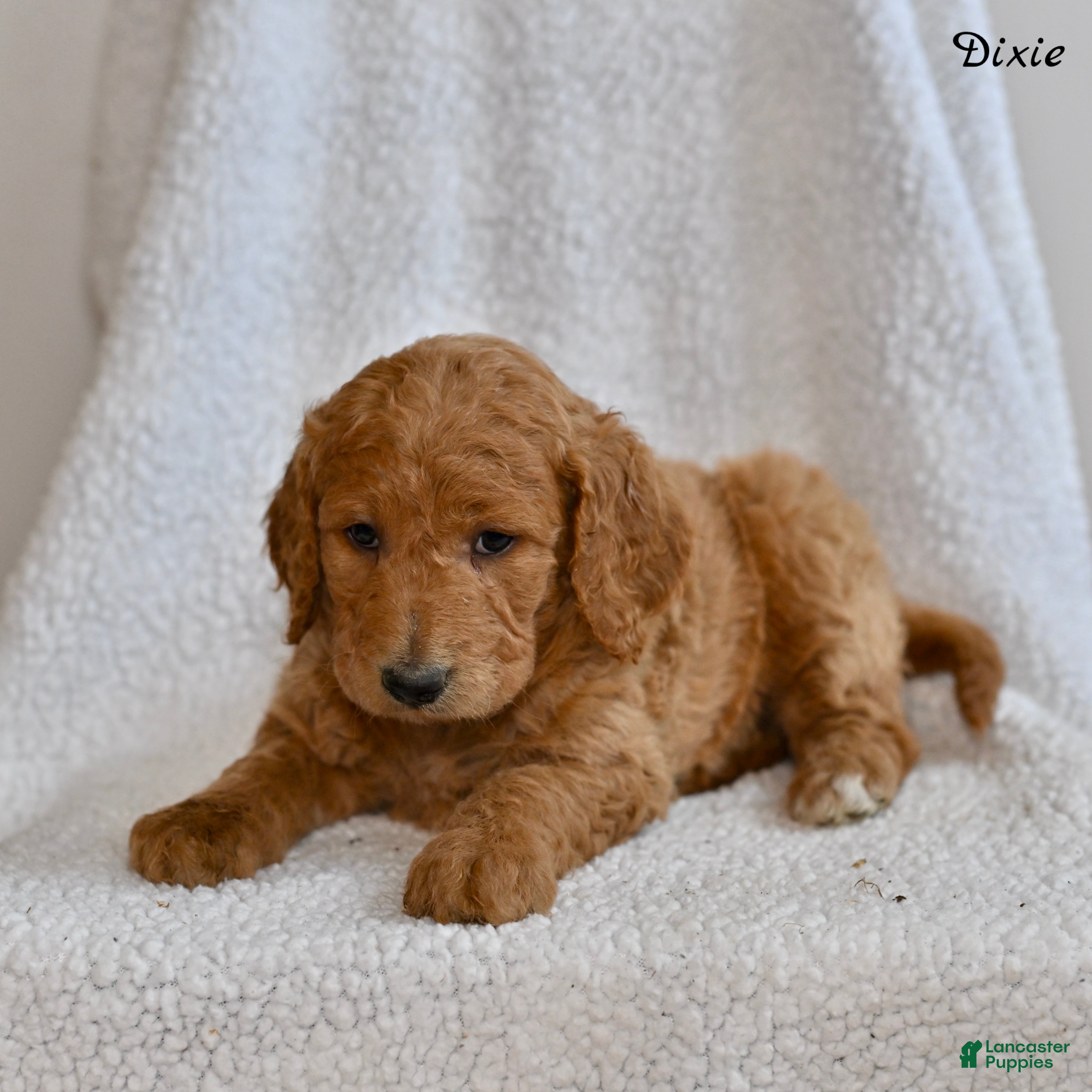Goldendoodle dogs Dixie  - Ad 2