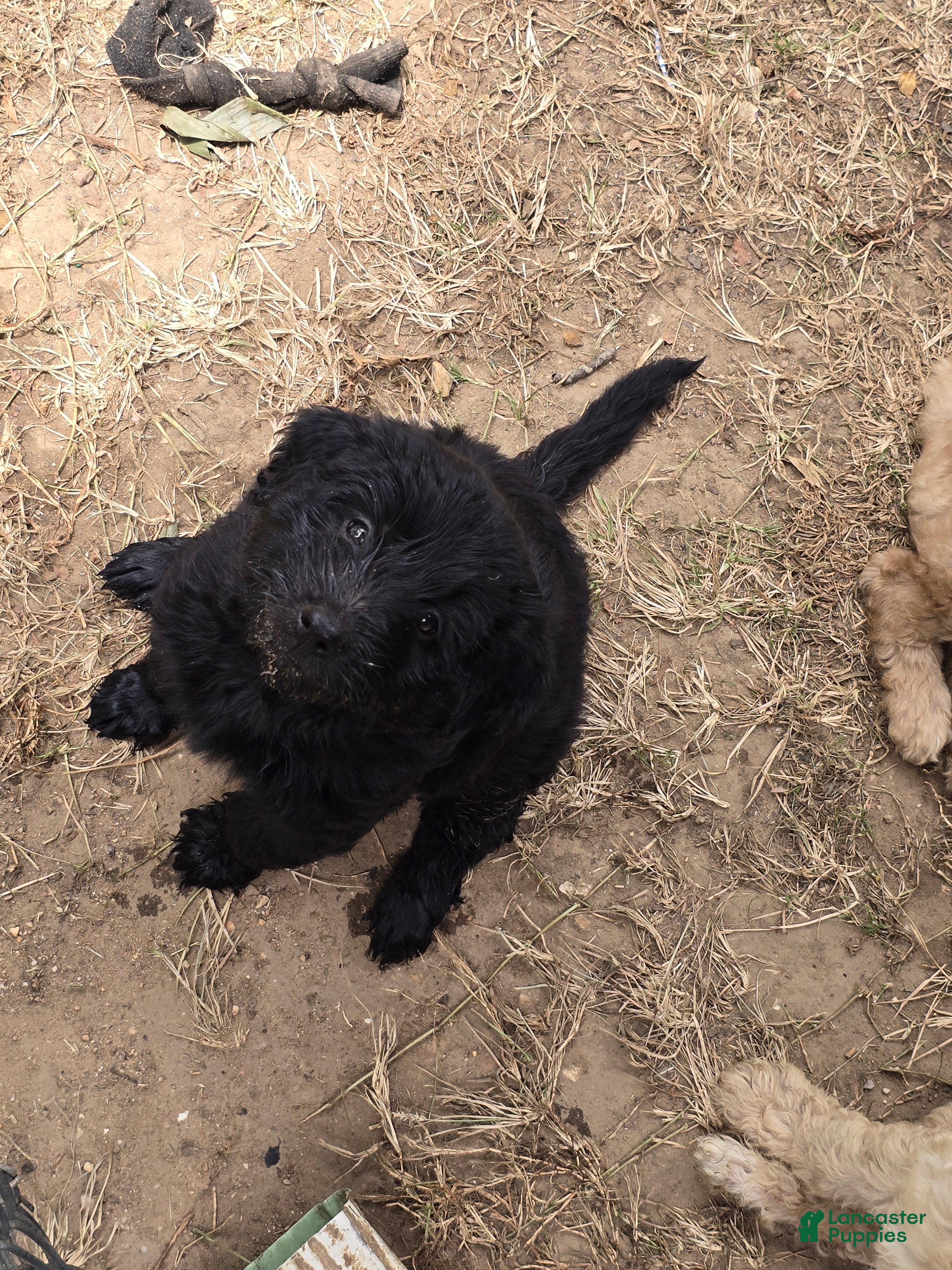 Goldendoodle dogs Goldendoodle 3 - Ad 16