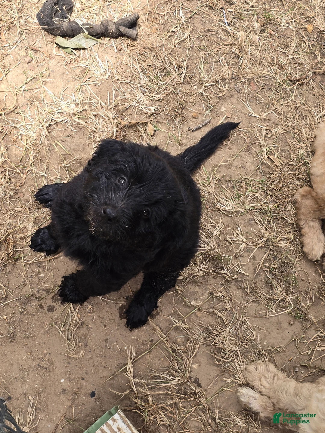 Goldendoodle dogs for sale: Goldendoodle 3 - Ad 1