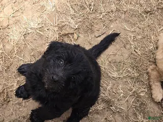 Goldendoodle dogs Goldendoodle 3 - Ad 23