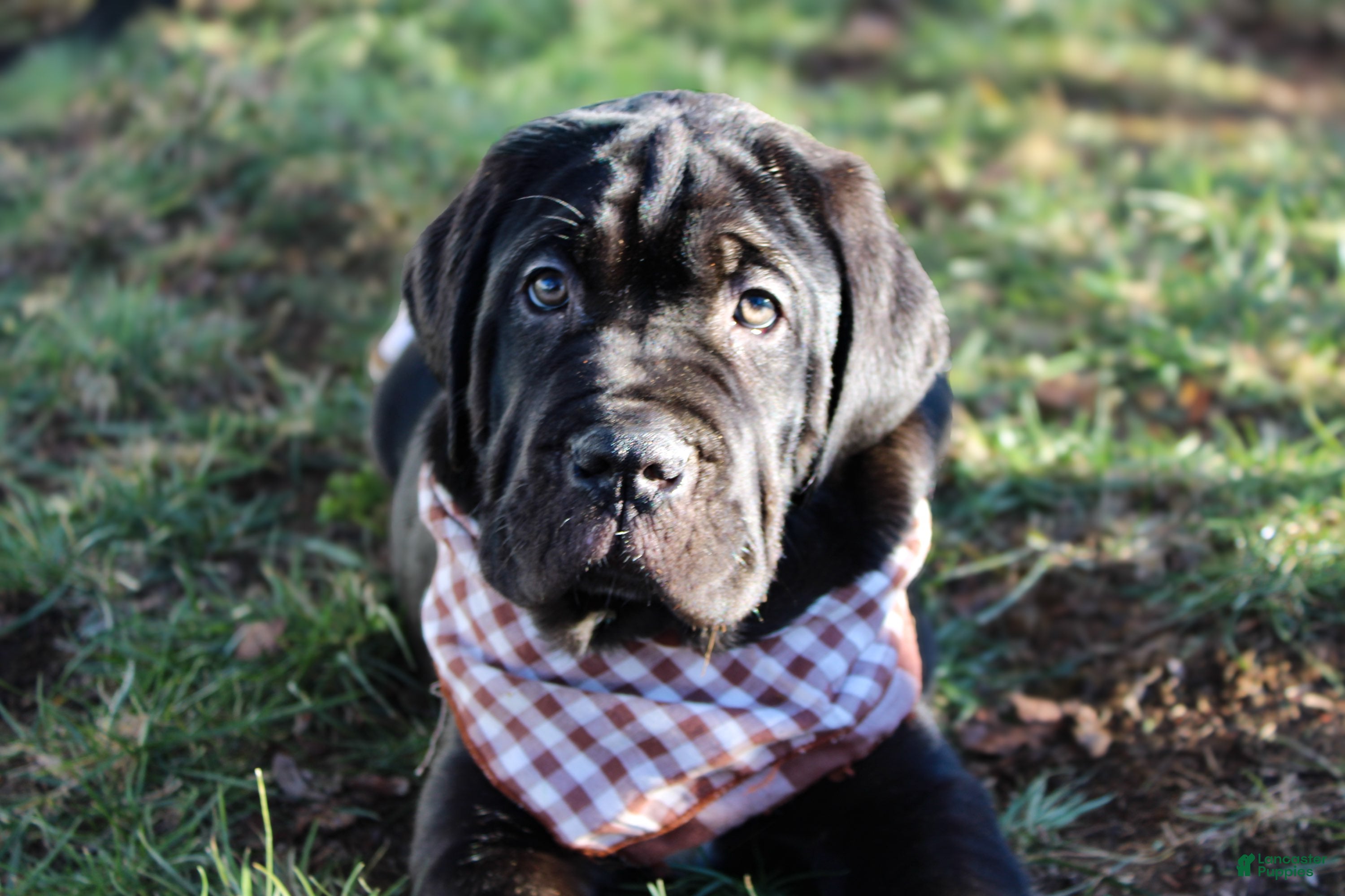 Cane Corso dogs Cane Corso Puppy 2 - Ad 15