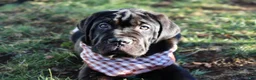 Cane Corso dogs for sale: Cane Corso Puppy 2 - Ad 1