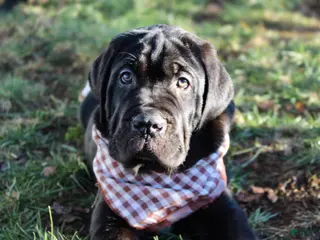 Cane Corso dogs Cane Corso Puppy 2 - Ad 15
