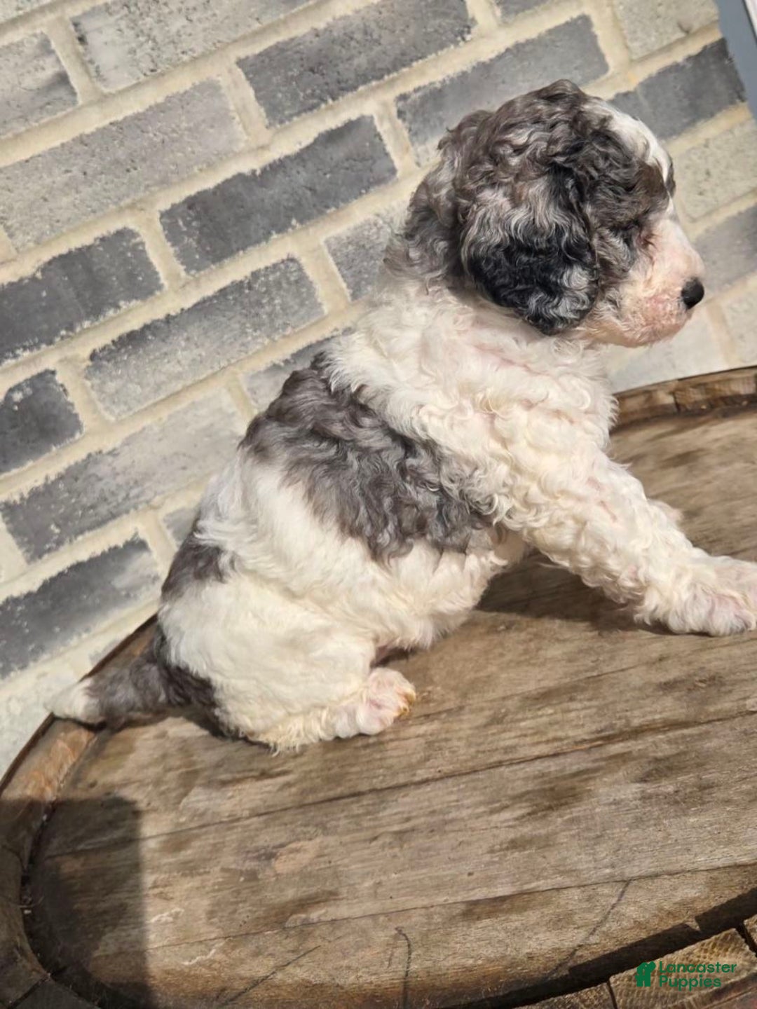 Mini Goldendoodle dogs for sale: Mia - Ad 8
