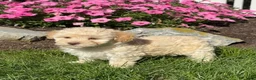 Havapoo dogs for sale: Katie - Ad 4