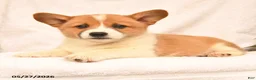Welsh Corgi Pembroke dogs for sale: Richard - Ad 3